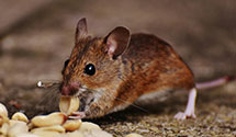 24 Hour & Emergency Exterminators in Greeneville, TN